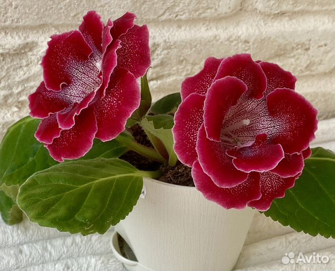 Глоксиния клубень ви-бранденбургский концерт