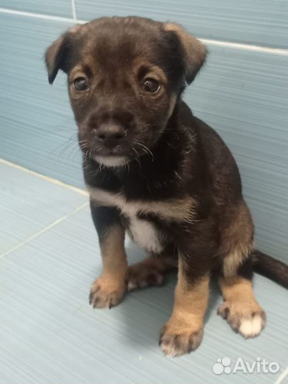 Щенки в добрые руки