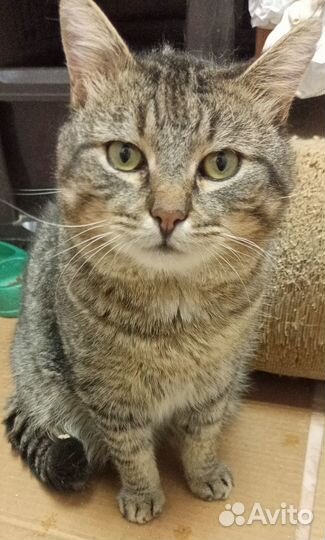 Котик Барсик