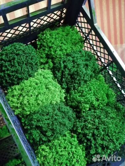 Стабилизированный мох кочки,боровой мох