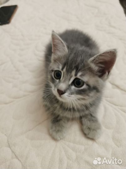 Котята турецкой ангоры