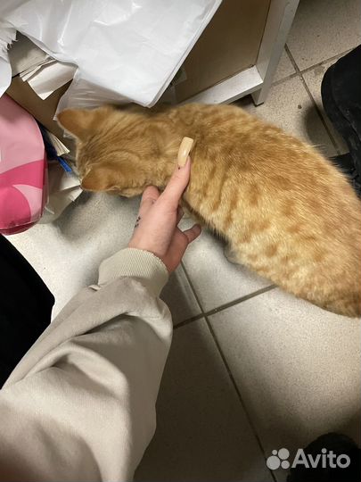 Кот в добрые руки