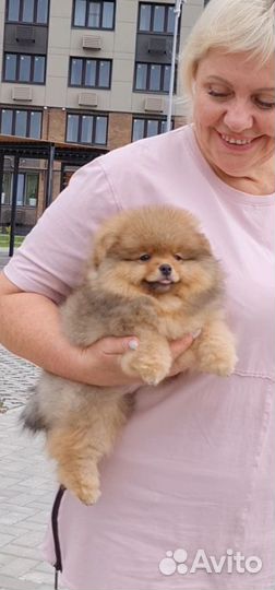 Маленький медвежонок