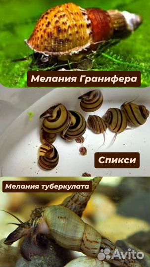 Улитки спикси / тигровые ампулярии