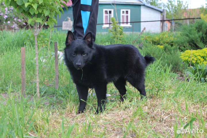 Щенки схипперке