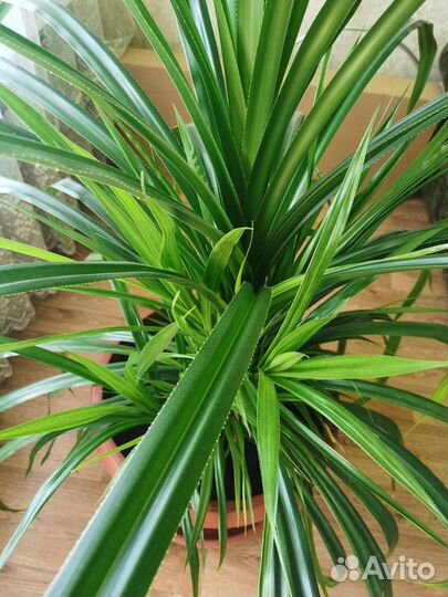 Цветок панданус