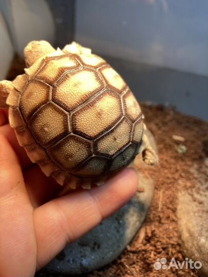 Черепаха