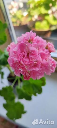 Пеларгония герань