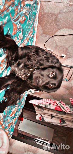 Английский кокер спаниель черный