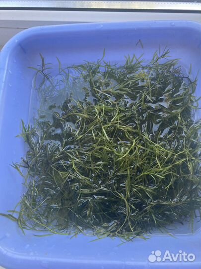 Аквариумное растение Наяс