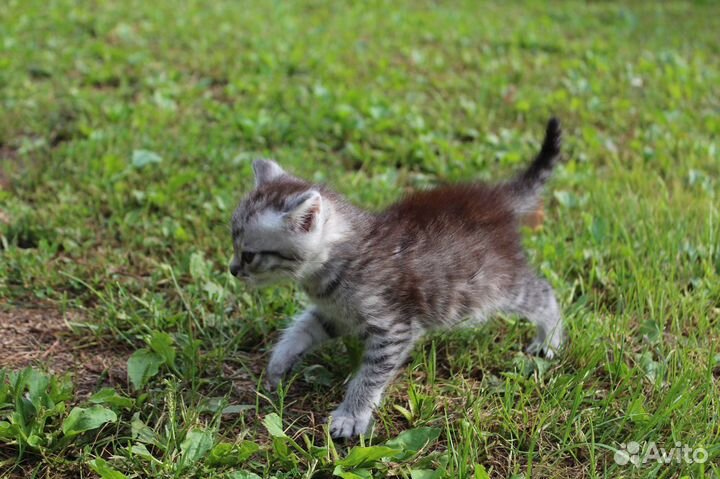 Котенок девочка в добрые руки