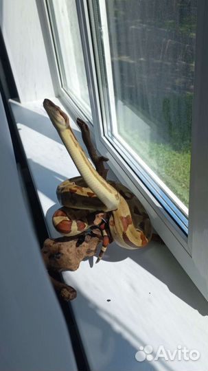 Императорский удав