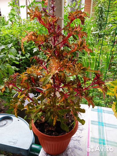 Колеусы вегетативные