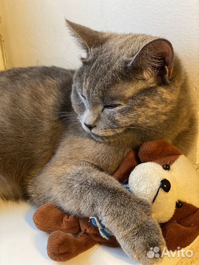 Кошки в добрые руки