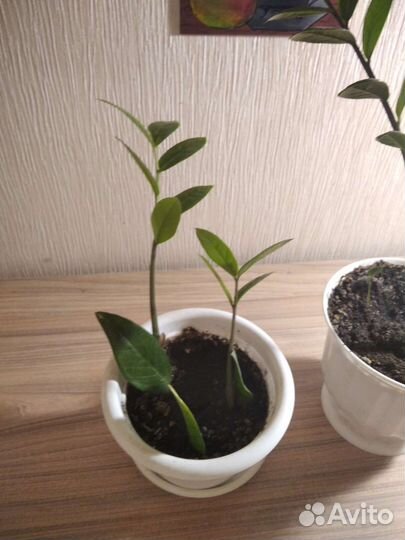 Замиокулькас