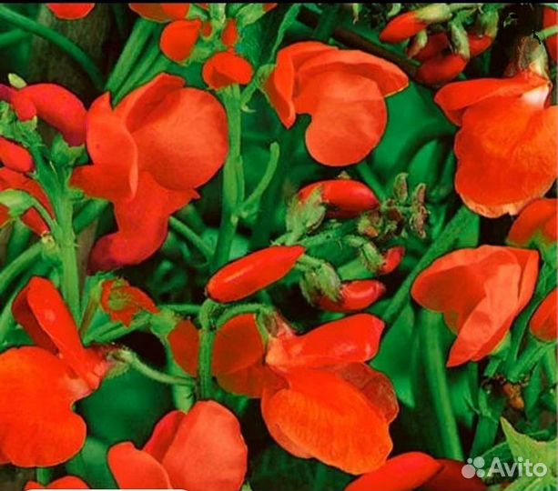 Декоративная фасоль