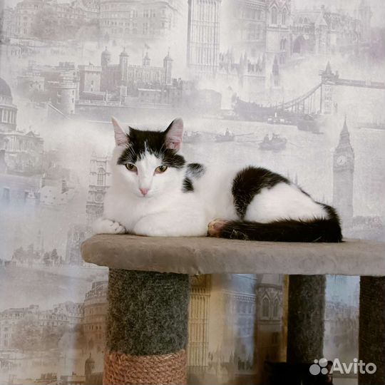 Котик Бублик