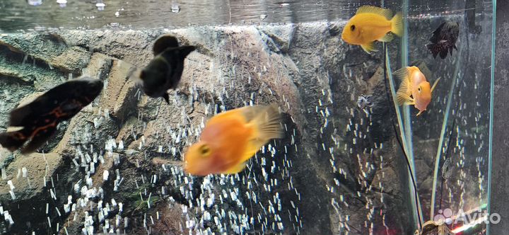 Аквариум с тумбой и рыбками на 220 литров