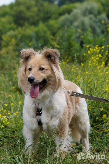 Нежная Раффи собака из приюта в добрые руки