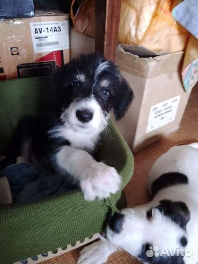 Собака в добрые руки щенки