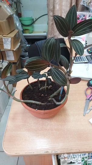 Комнатные растения