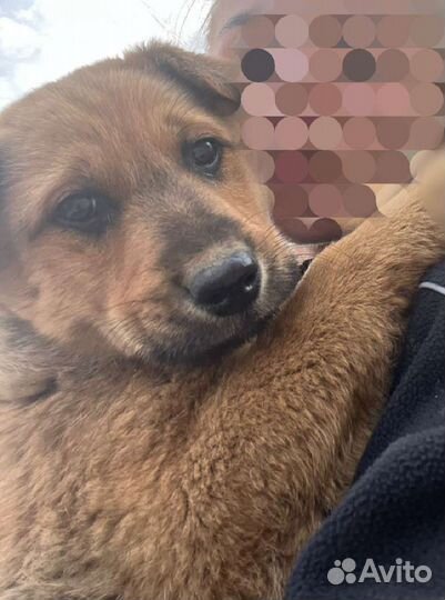 Рыжий щенок