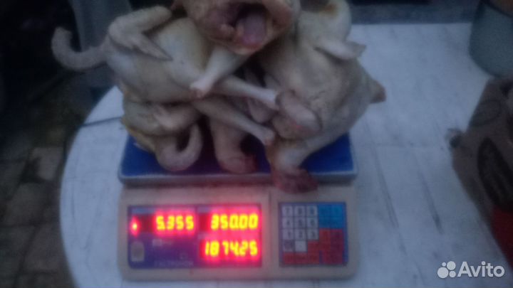 Утка домашняя мясо