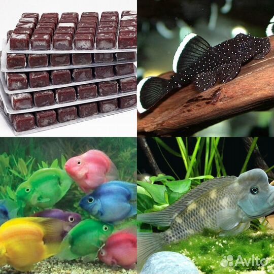 Рыбки-Раки-Улитки-Мотыль-Сомы-Артемия-Циклоп