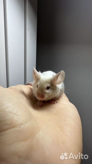 Декоративные мыши кудрявые тексели, тан, сатиновые