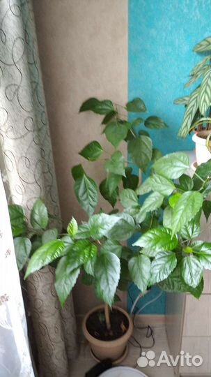 Цветы комнатные в горшках