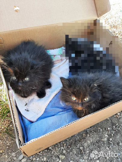 Котята в добрые руки