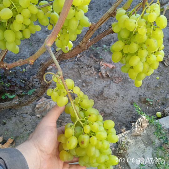 Саженцы винограда зкс