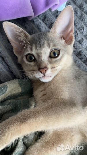 Абиссинские котята