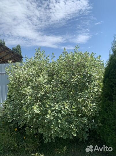 Дерен пестролистный