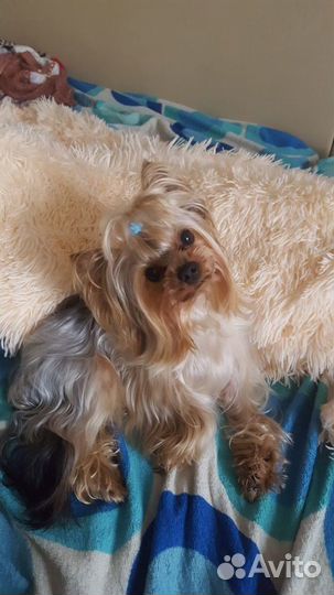 Вязка. Опытный жених ждёт невесту в гости