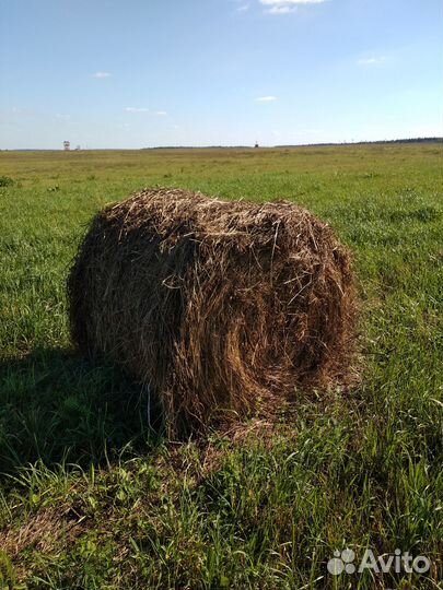 Сено в рулонах луговое, посевное