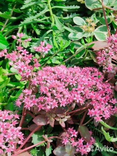 Очитки, седумы саженцы