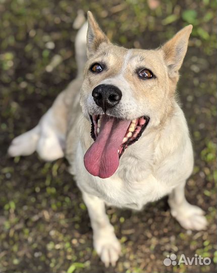 Чудесная девочка в добрые руки