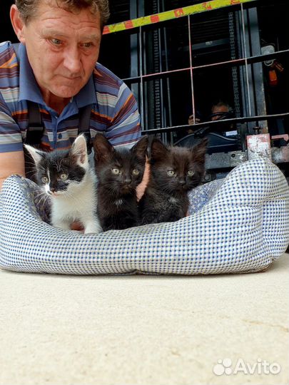 Отдам котенка в добрые руки