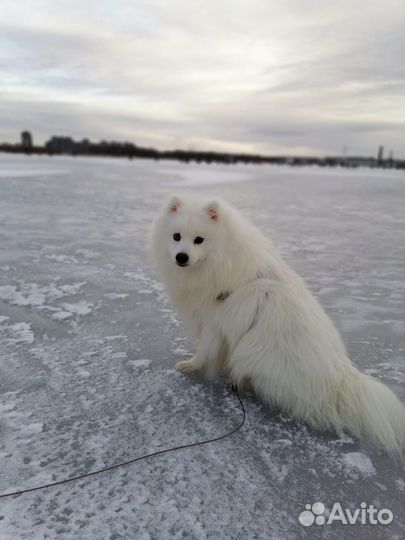 Вязка японского шпица