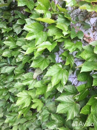 Растения для сада