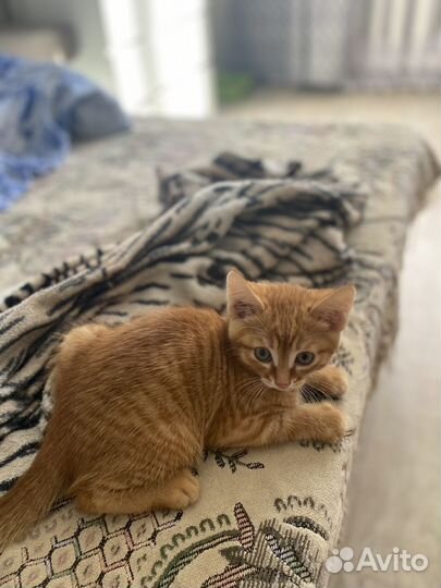 Отдам в добрые руки