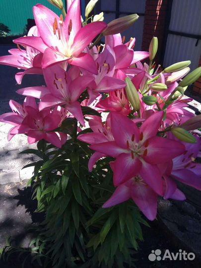 Лилии луковицы