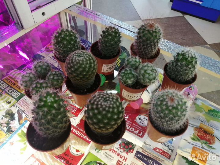 Комнатные растения