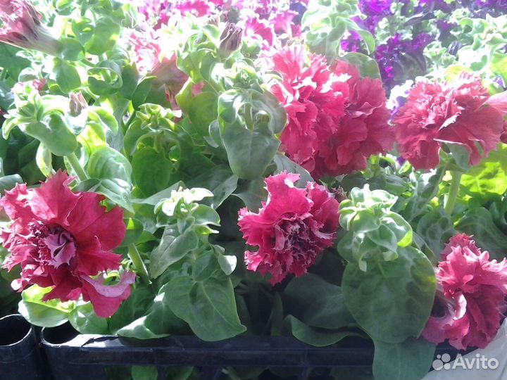 Цветы. Рассада