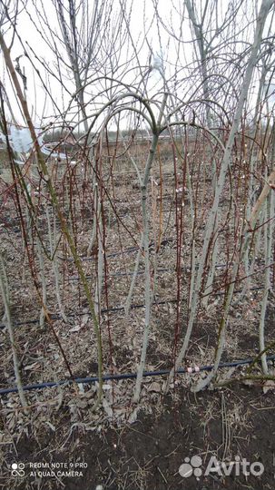 Саженцы плодовых деревьев,черника