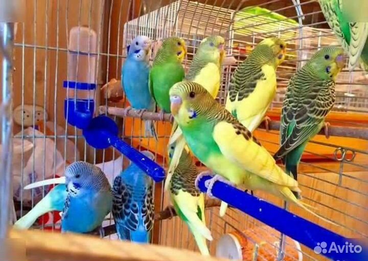 Волнистые попугайчики птенцы