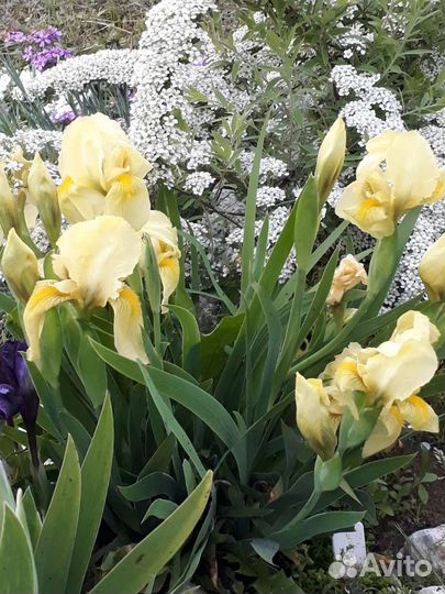 Осока Морроу ice dance и растения для альп. горки