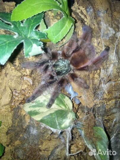 Паук птицеед