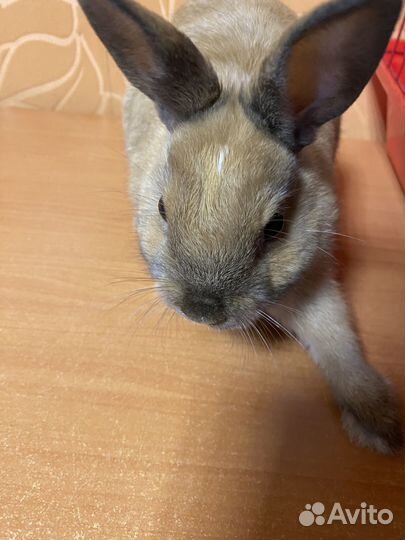 Отдам в добрые руки кролика